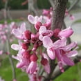 thumbnail image 1 of Eastern Redbud Tree Live Plant, Eastern Redbud Planting Outdoor, 6'' Tall in Quart Pot, 1 of 5