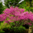 thumbnail image 1 of Eastern Redbud Tree Live Plant, Flowering Ornamental Plants, 8 to10 Inches in Height, Quart Pot For Outdoor Garden, 1 of 6
