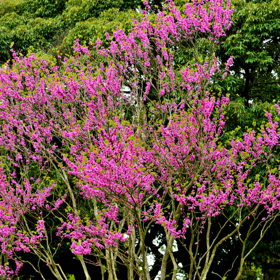 Eastern Redbud Tree, Purple Ornamental Spring Blooming Live Plant, 8 to 10" Tall