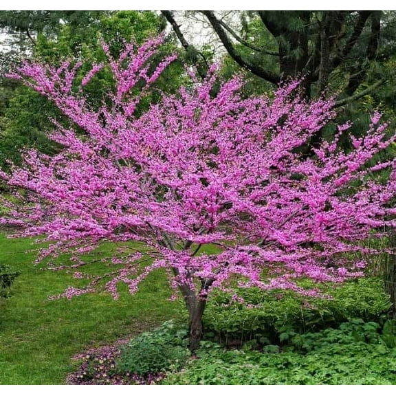 Eastern Redbud Tree Seedlings for Planting - Amazing Pink Spring Flowers - No Ship to California (2 Seelings)