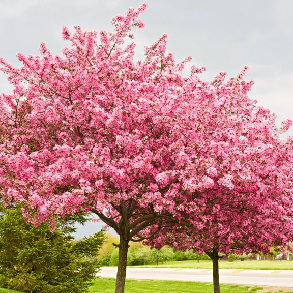 Eastern Redbud Tree in Quart Pot - Ideal for Landscaping and Garden Decor - Vibrant Spring Blooms - Hardy and Low Maintenance