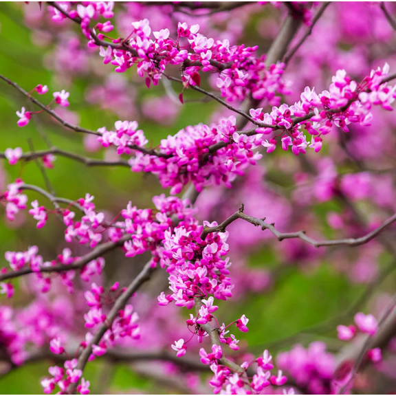 Eastern Redbud Trees Live for Planting, Ornamental Spring Blooming Live Plant Cercis Canadensis Plant 6 to 12 Inch Tall in Quart Pot