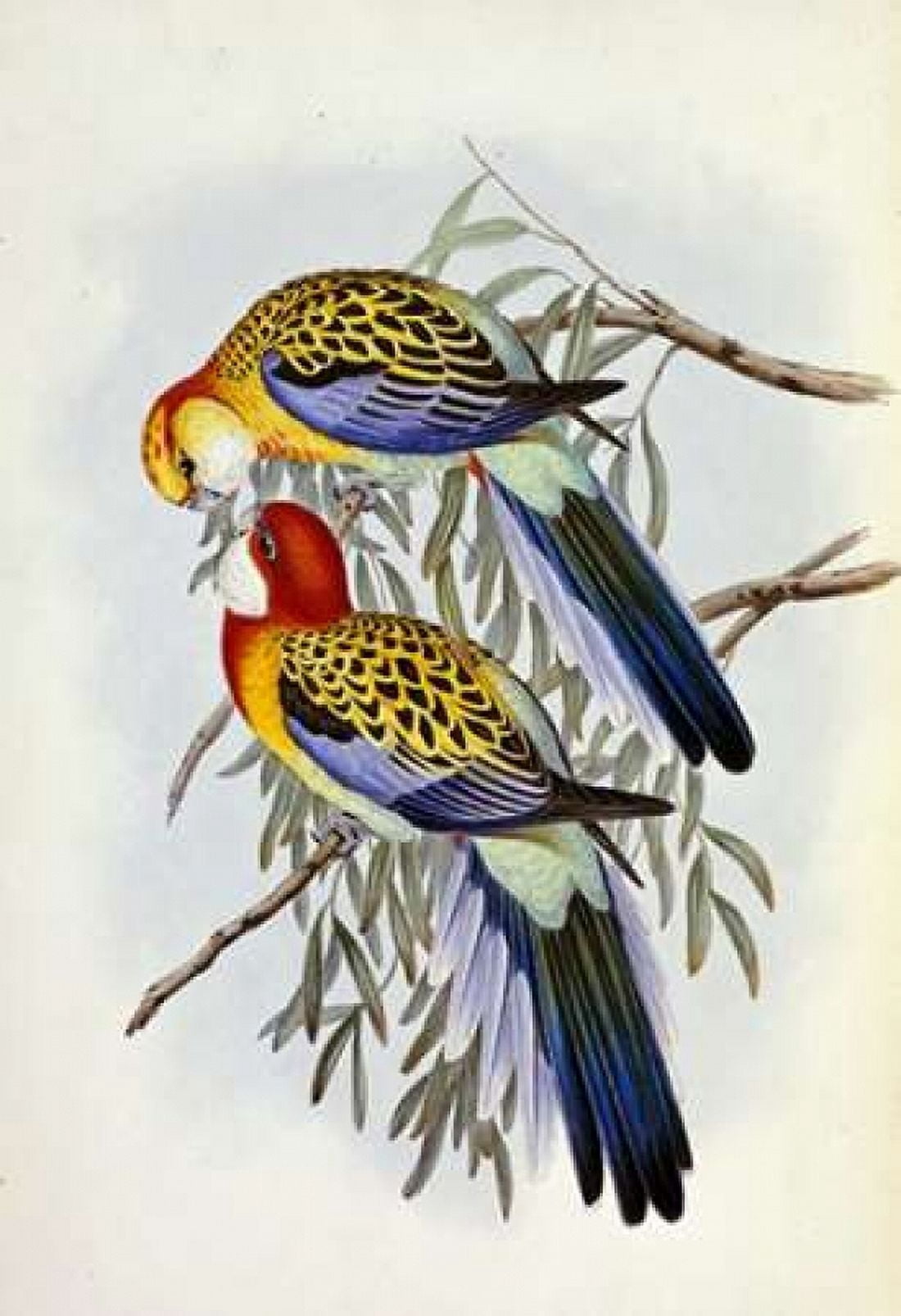 Eastern Rosella Canvas Art - John Glover (24 x 36)