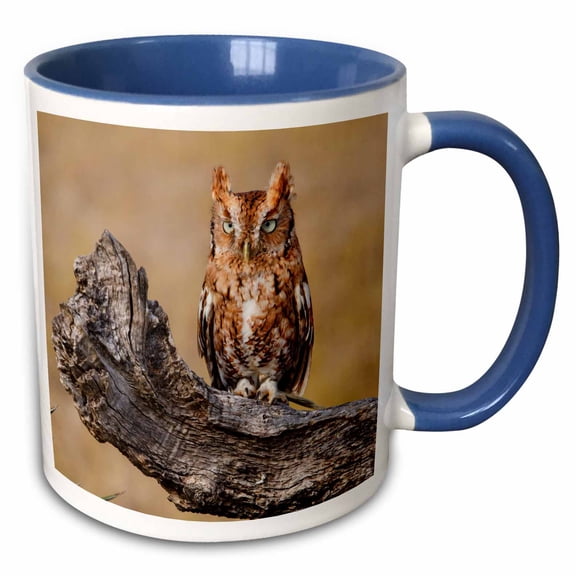 3drose, Eastern Screech Owl, Otus Asio, Roosting in Tree, 11oz Two-tone Blue Mug