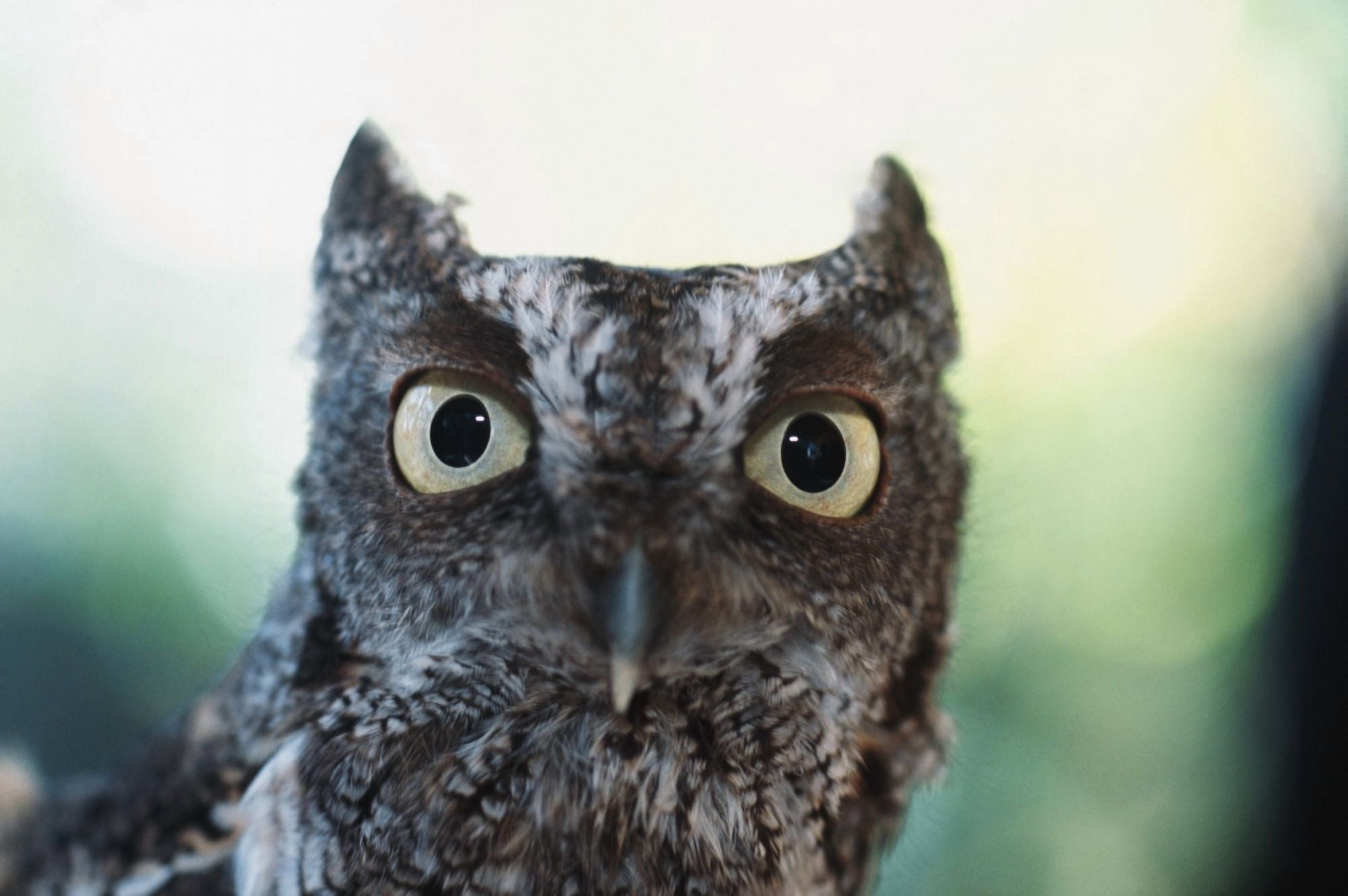 Eastern Screech Owl Portrait Showing Large Eyes Florida Usa Canvas Art - David Ponton Design Pics (19 x 12)