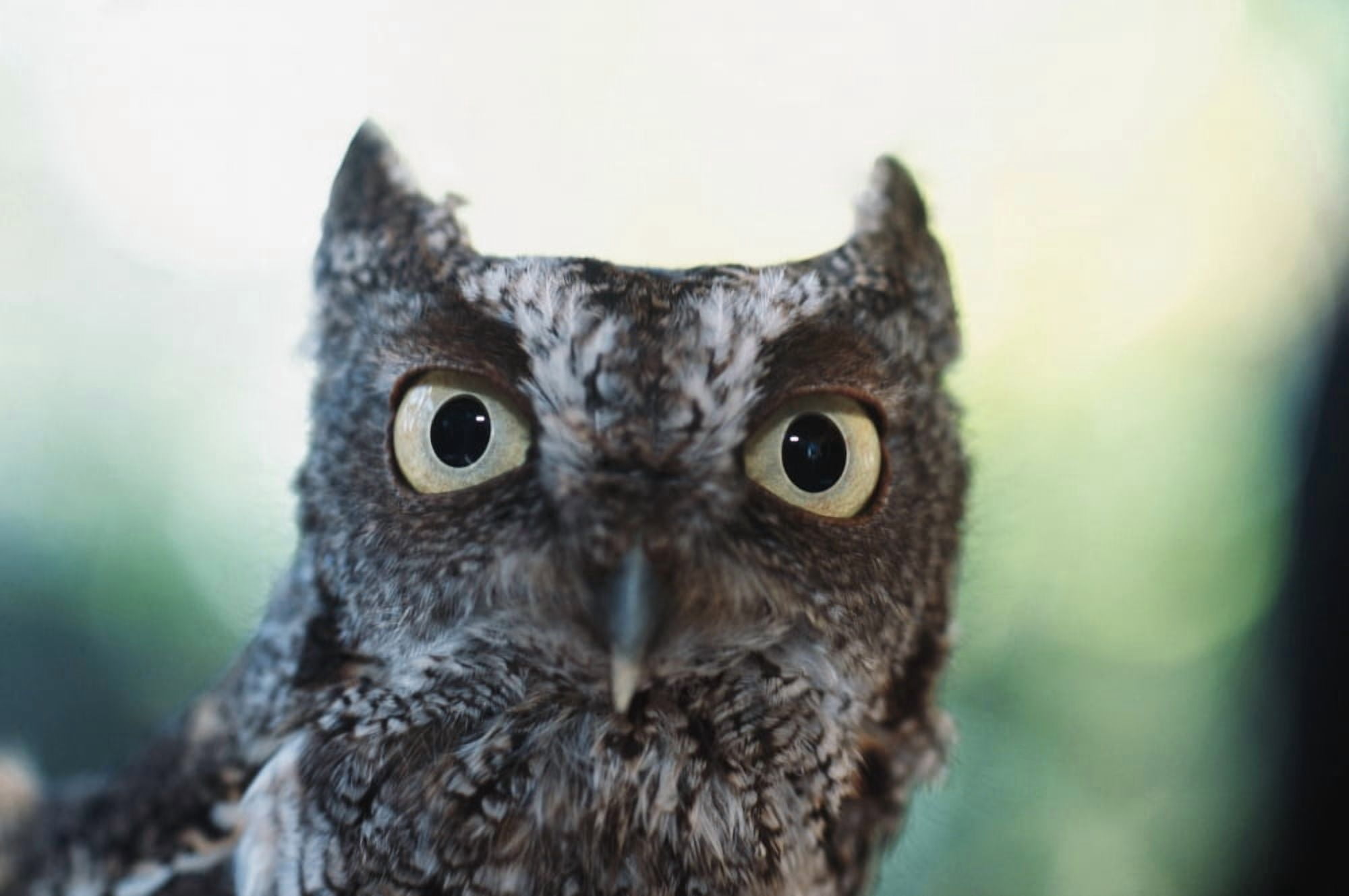 Eastern Screech Owl Portrait Showing Large Eyes Florida Usa Canvas Art - David Ponton Design Pics (38 x 24)