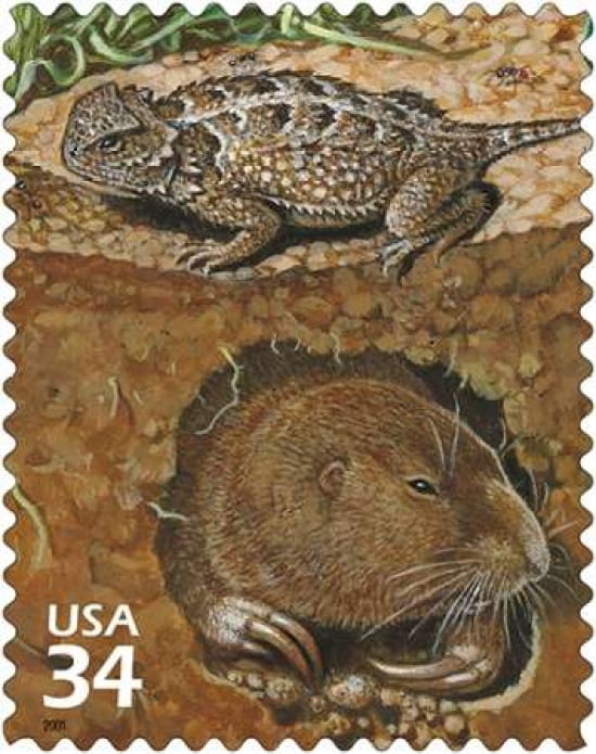 Eastern Short-horned Lizard Canvas Art - US POSTAL SERVICE (24 x 30)