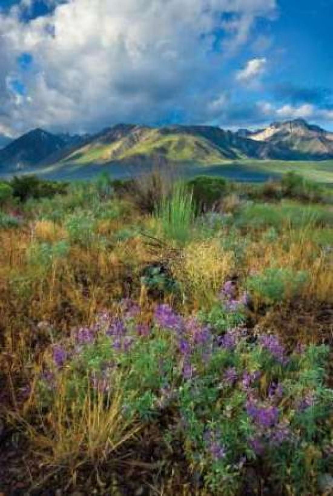 Eastern Sierra III Canvas Art - Mark Geistweite (20 x 28)