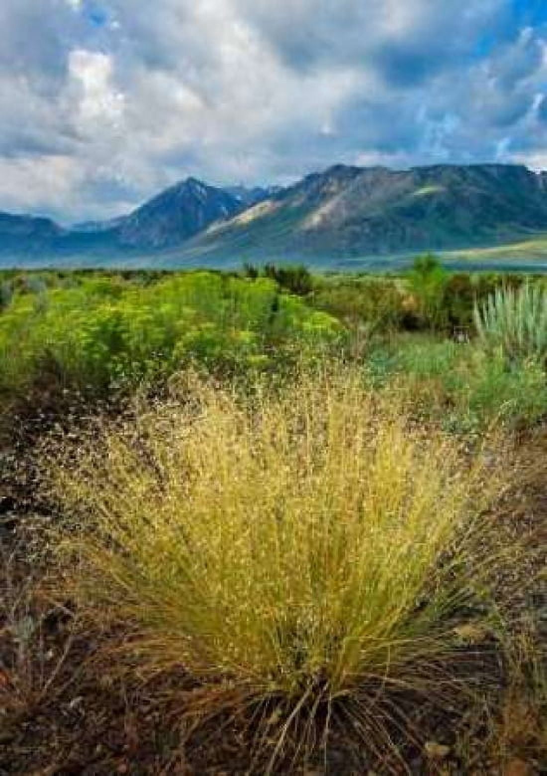 Eastern Sierra IV Canvas Art - Mark Geistweite (20 x 28)