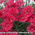 thumbnail image 1 of Eastern Star Pinks - 1 Gallon Perennial, 1 of 1