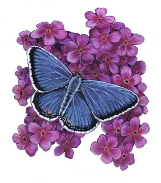 Eastern Tailed Blue Butterfly-II Canvas Art - Marilyn Barkhouse (19 x 21)
