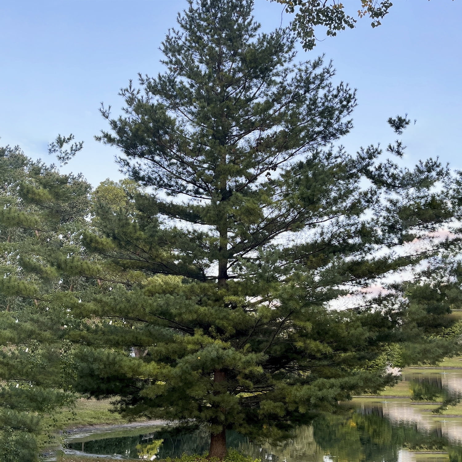 Eastern White Pine Evergreen Tree in 1 Gallon Pot