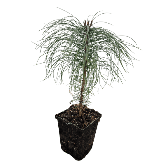 Eastern White Pine - Pinus strobus - Quart Pot