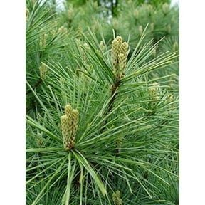 Eastern White Pine