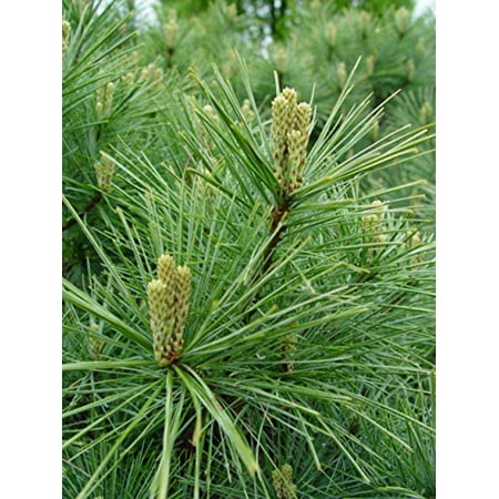 Eastern White Pine