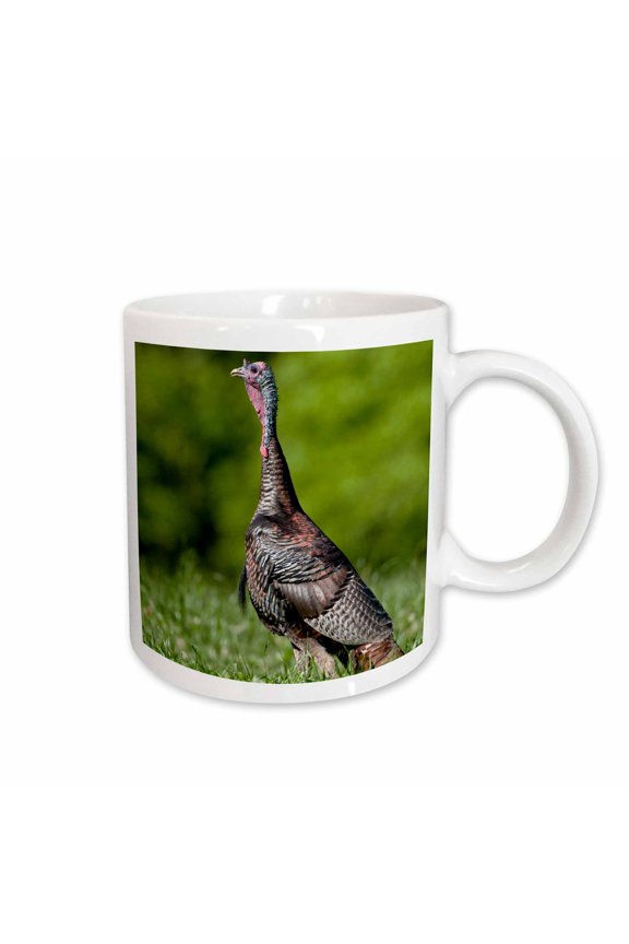 , Eastern Wild Turkey, Meleagris Gallopavo, Jake in Field, Holmes Co. Ms, 11oz Mug