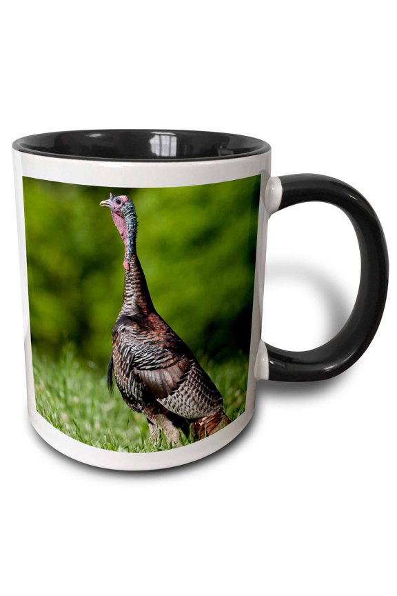 , Eastern Wild Turkey, Meleagris Gallopavo, Jake in Field, Holmes Co. Ms, 11oz Two-tone Black Mug