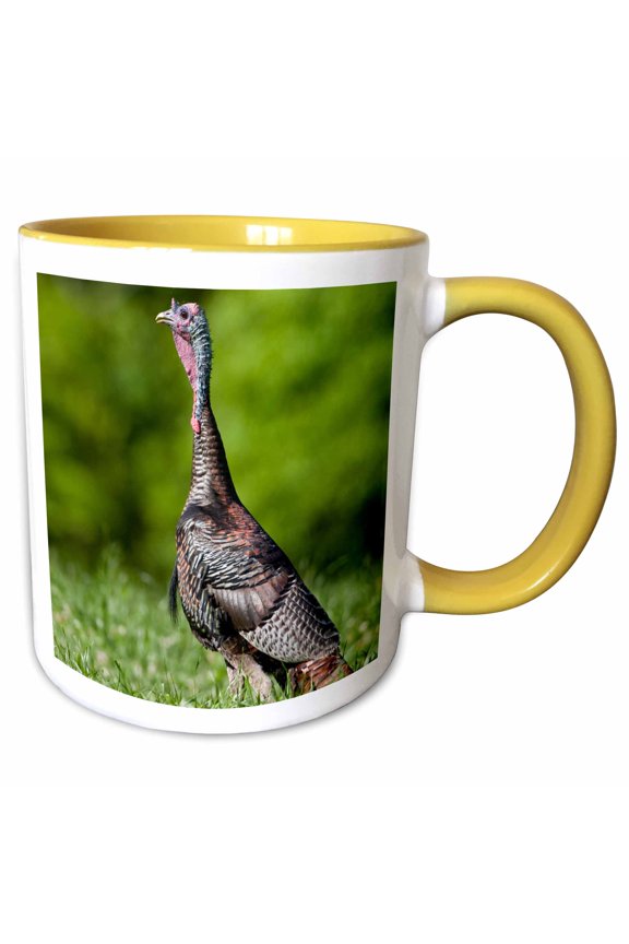 , Eastern Wild Turkey, Meleagris Gallopavo, Jake in Field, Holmes Co. Ms, 11oz Two-tone Yellow Mug