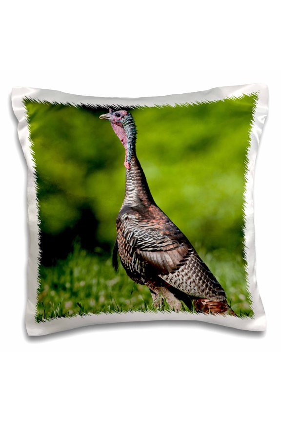 , Eastern Wild Turkey, Meleagris gallopavo, jake in field, Holmes Co. MS, 16x16 inch Pillow Case