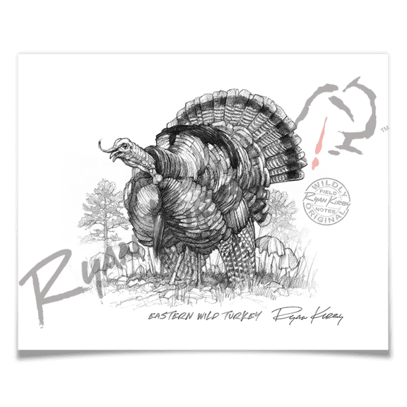 Eastern Wild Turkey Sketch Print