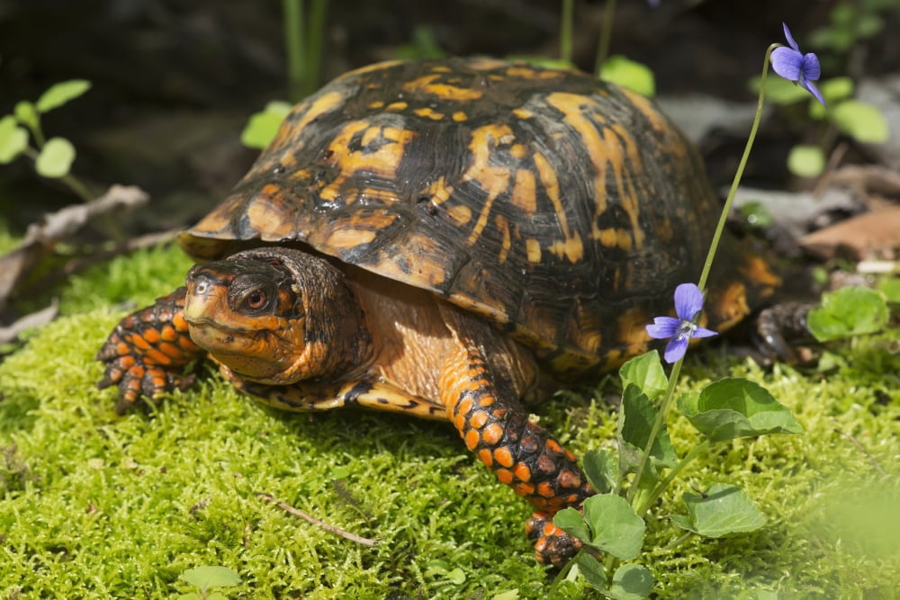 Eastern box turtle on sphagnum moss among blue violets Connecticut USA Canvas Art - Lynn Stone Design Pics (38 x 24)