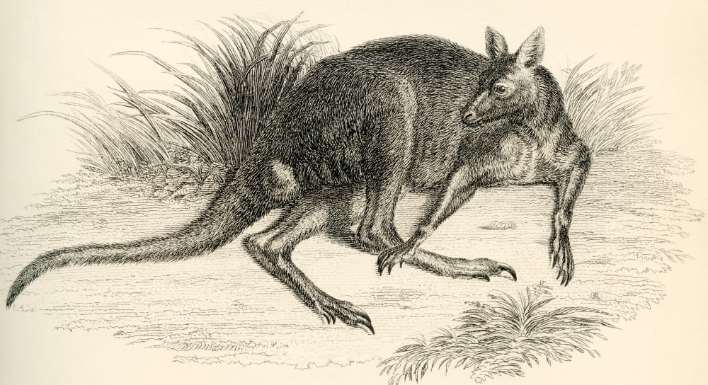 Eastern grey kangaroo aka great grey kangaroo and Forester kangaroo From The National Encyclopaedia published c1890 Canvas Art - Ken Welsh Design Pics (36 x 20)
