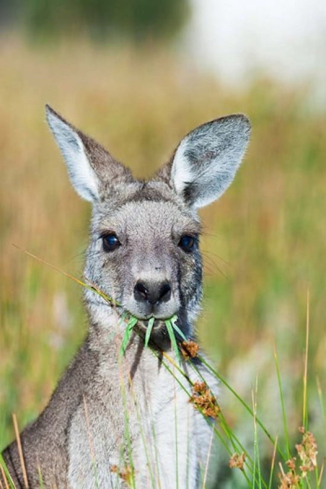 Eastern grey kangaroo eating Australia Canvas Art - Martin Zwick DanitaDelimont (19 x 29)