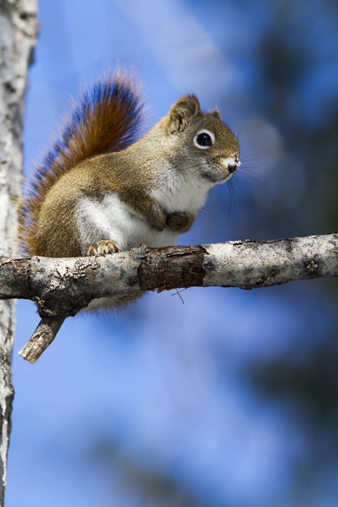 Eastern grey squirrel (Sciurus carolinensis) perched on a branch Quebec Canada Canvas Art - Philippe Henry Design Pics (12 x 19)