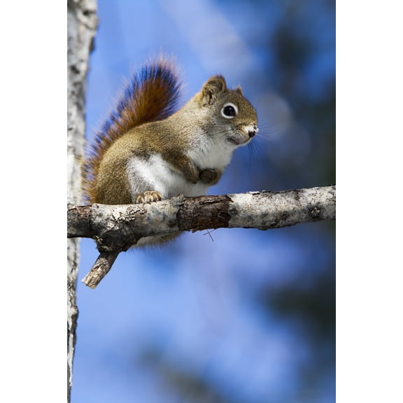 Eastern grey squirrel (Sciurus carolinensis) perched on a branch Quebec Canada Canvas Art - Philippe Henry Design Pics (12 x 19)