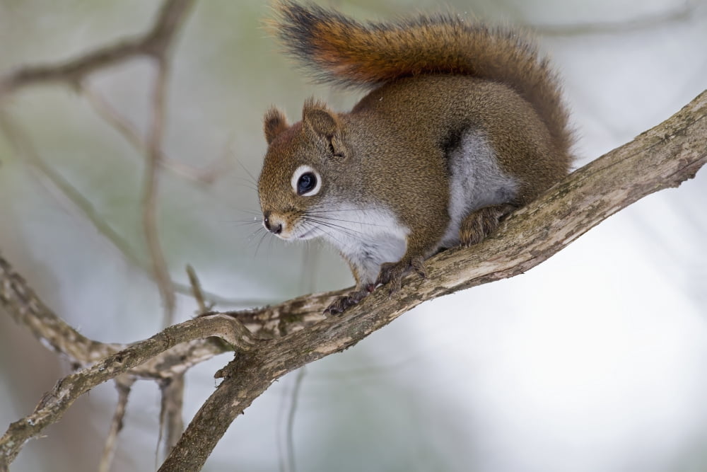 Eastern grey squirrel (Sciurus carolinensis) perched on a branch Quebec Canada Canvas Art - Philippe Henry Design Pics (19 x 12)