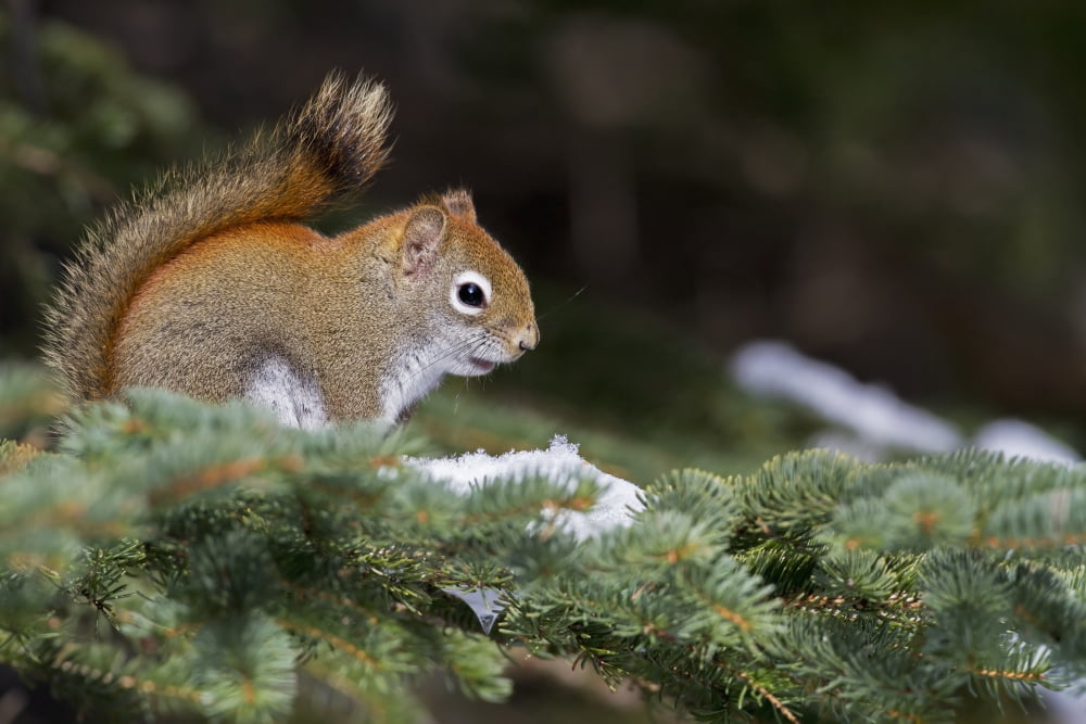 Eastern grey squirrel (Sciurus carolinensis) perched on a branch Quebec Canada Canvas Art - Philippe Henry Design Pics (19 x 12)