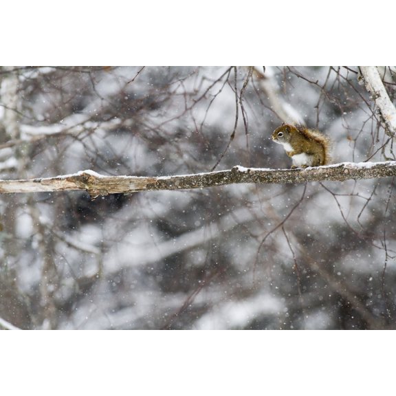 Eastern grey squirrel (Sciurus carolinensis) perched on a branch Quebec Canada Canvas Art - Philippe Henry Design Pics (38 x 24)