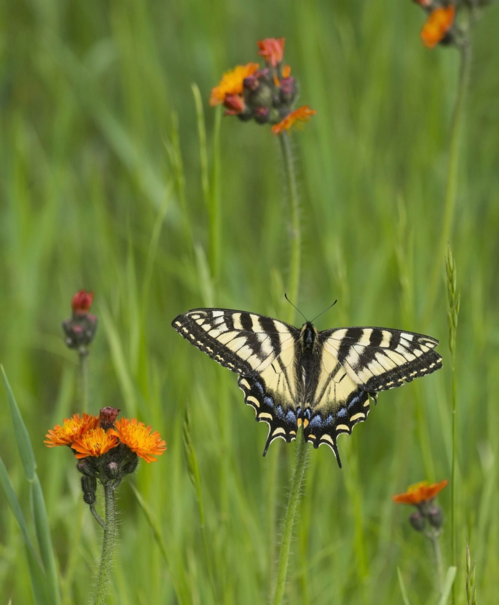 Eastern tiger swallowtail (Papilio glaucus) butterfly resting on flowers Ontario Canada Canvas Art - Julie DeRoche Design Pics (28 x 34)