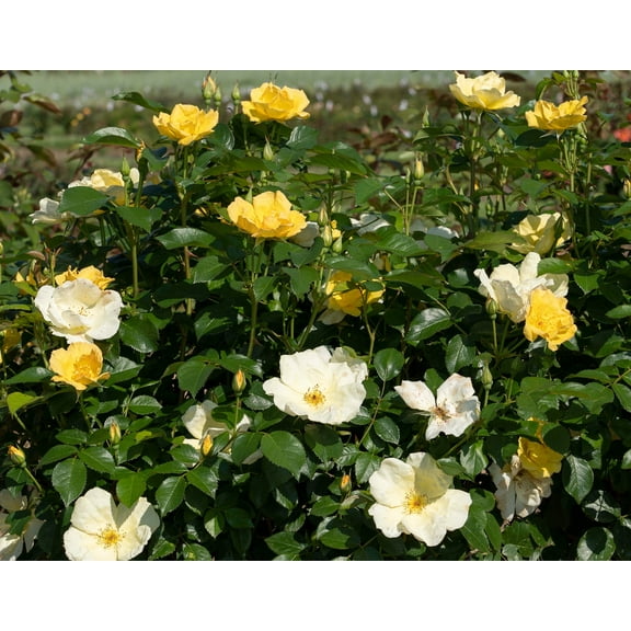 Easy Bee-zy Knock Out Rose - Live Plant ( 1 QT ) - Fragrant Flowers