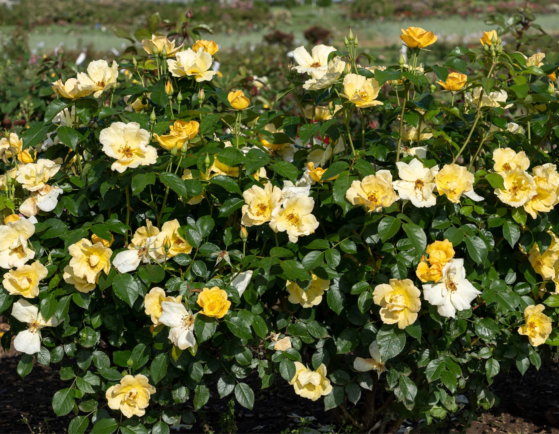 Easy Beezy™ Knock Out® Rose