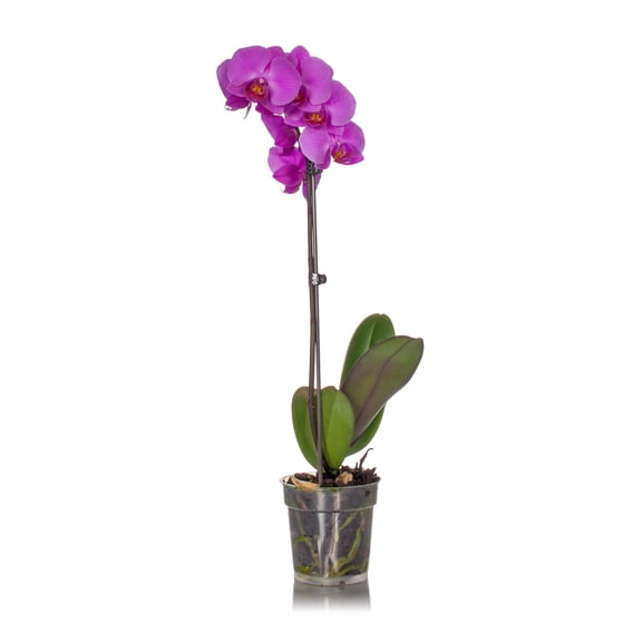 Easy Care Classic Orchid