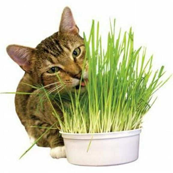 Easy Grow Oat Grass Kit
