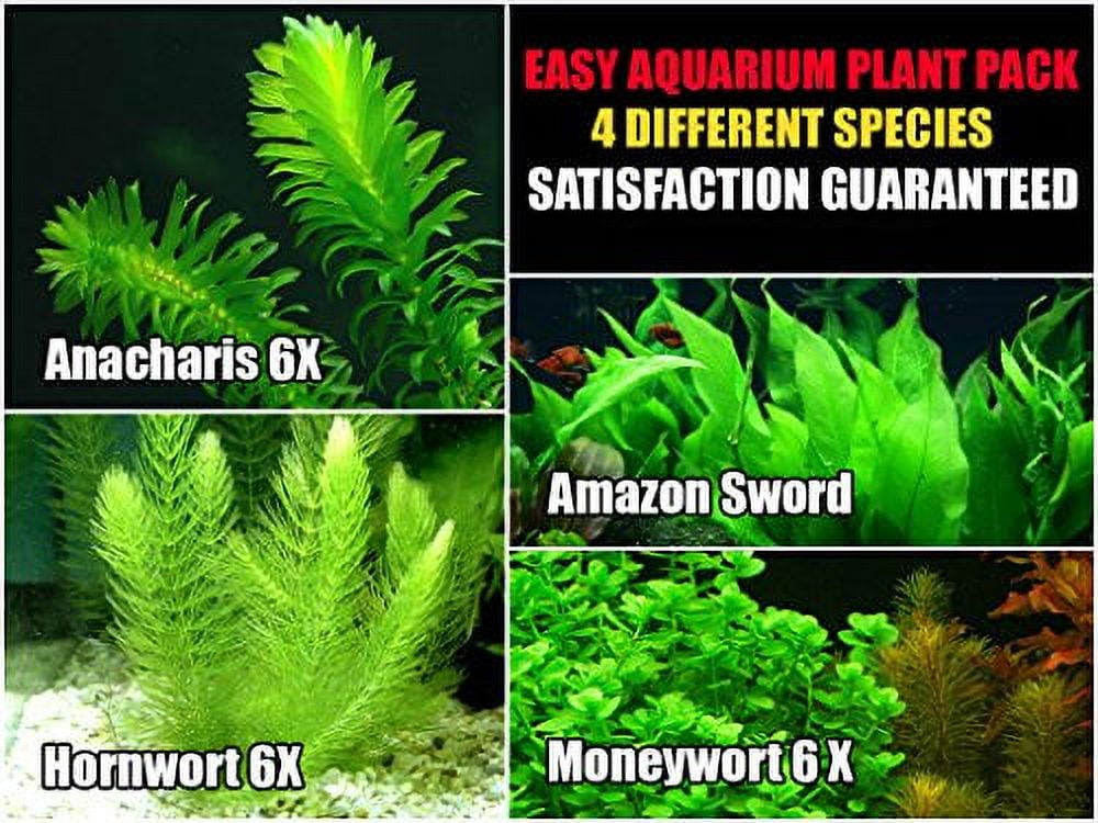 Easy Live Aquarium Plants Package 4 Kinds Anacharis, Amazon and more!