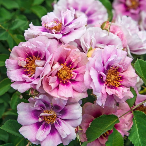 Easy On The Eyes Shrub Rose Dormant Bare Root Shrub (1-Pack)