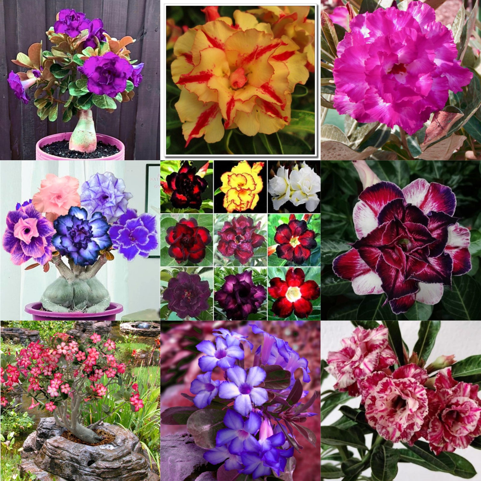 Easy Plant Desert Rose Plants for Sale Live Desert Rose Plant Mature