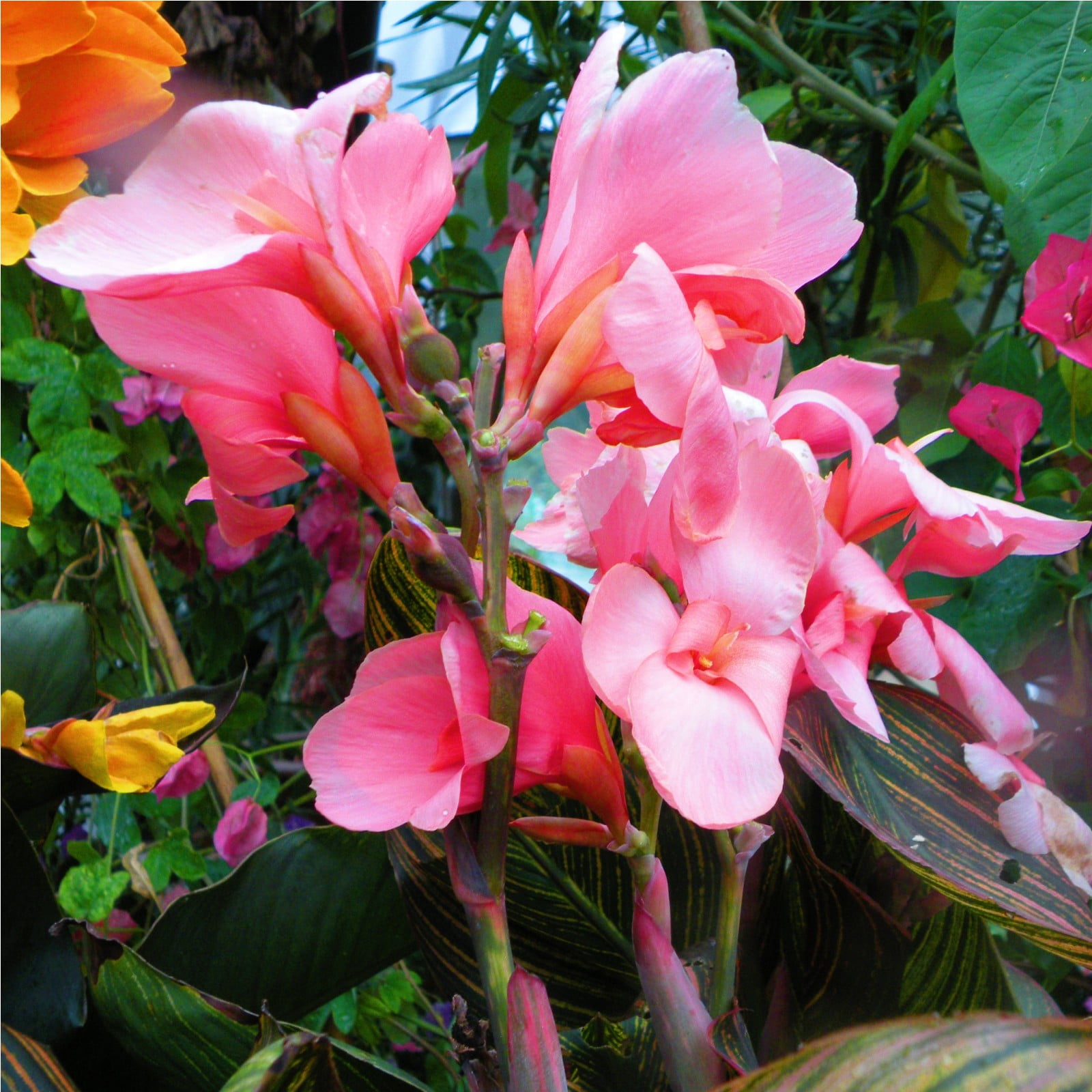 Easy Plant Outdoor GardenCanna Lily Bulbs For Planting Outdoors