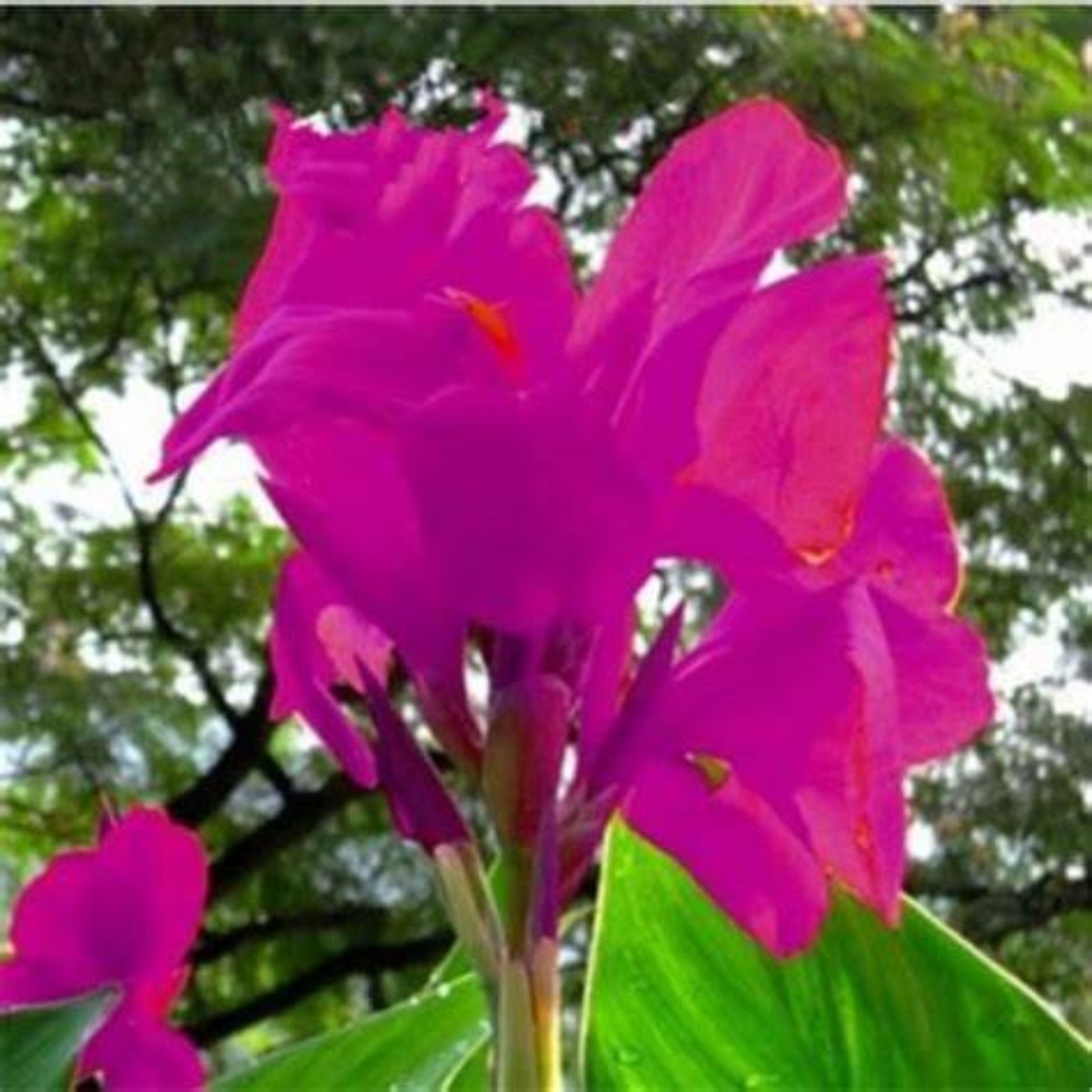 Easy Plant Outdoor GardenCanna Lily Bulbs For Planting Outdoors