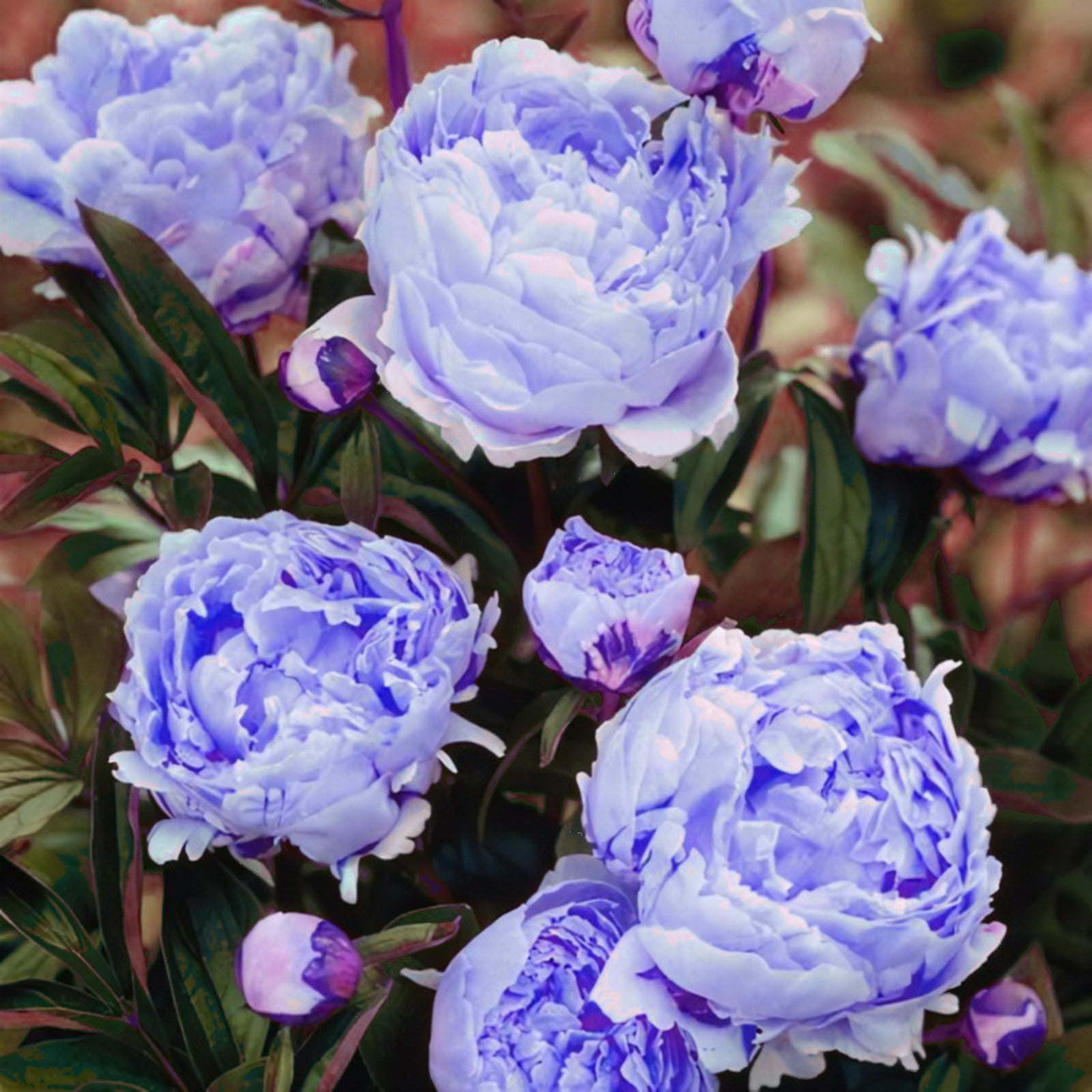 Easy Plant Peony Bulbs For Planting NowPeony Bulb FlowerPerennial