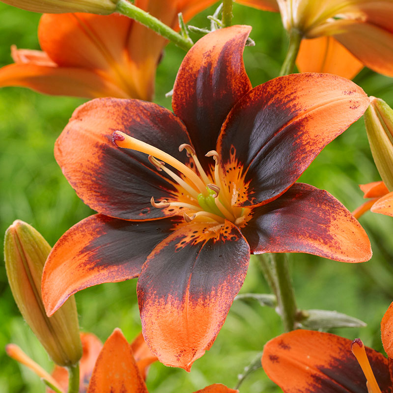 Easy Samba Asiatic Lilies Flower Bulbs - 3 Lily Bulbs per Pack - Good ...