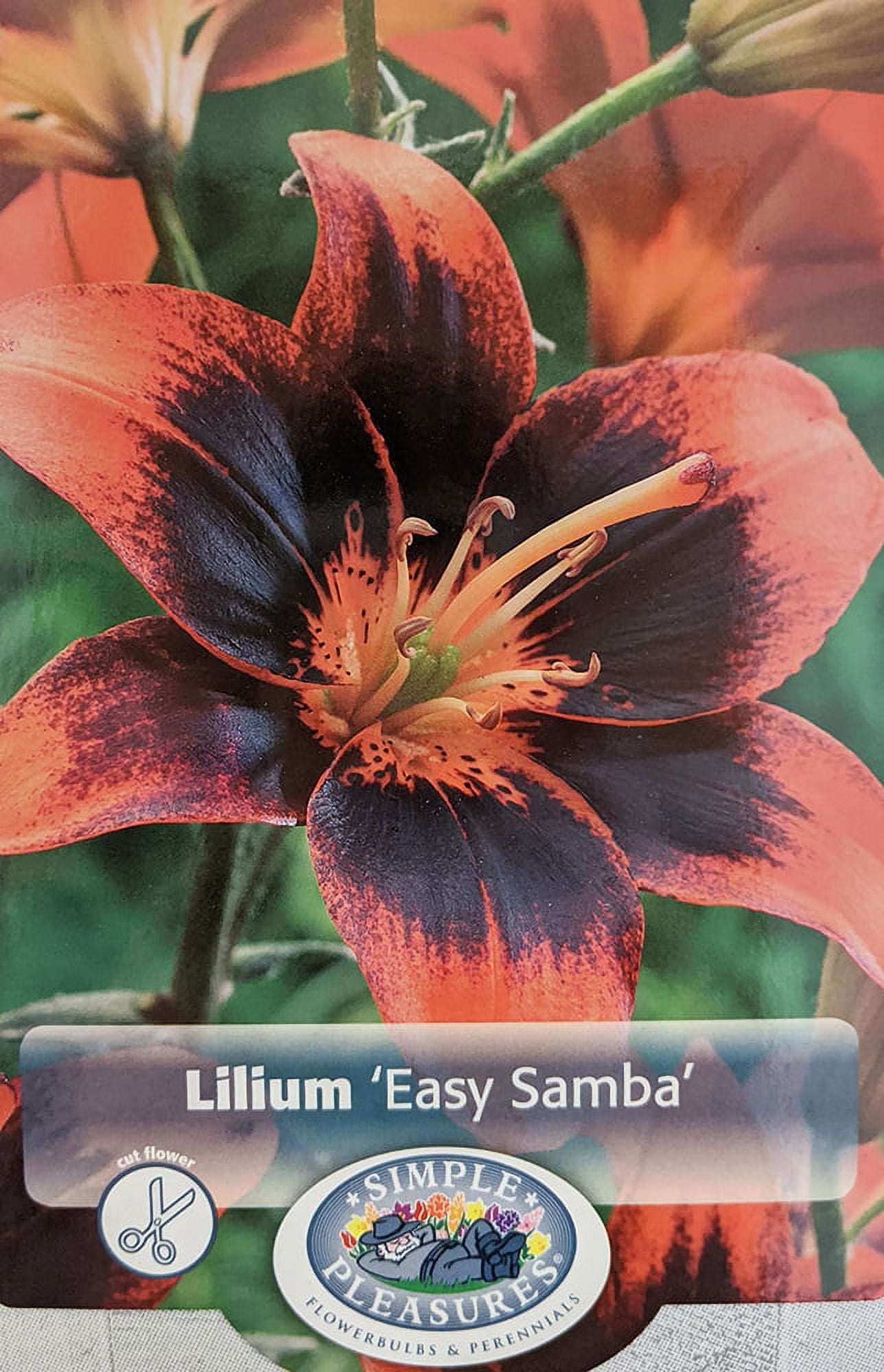 Easy Samba Asiatic Lily 3 Bulbs - Rich Purple & Maroon - 14/16cm Bulbs ...