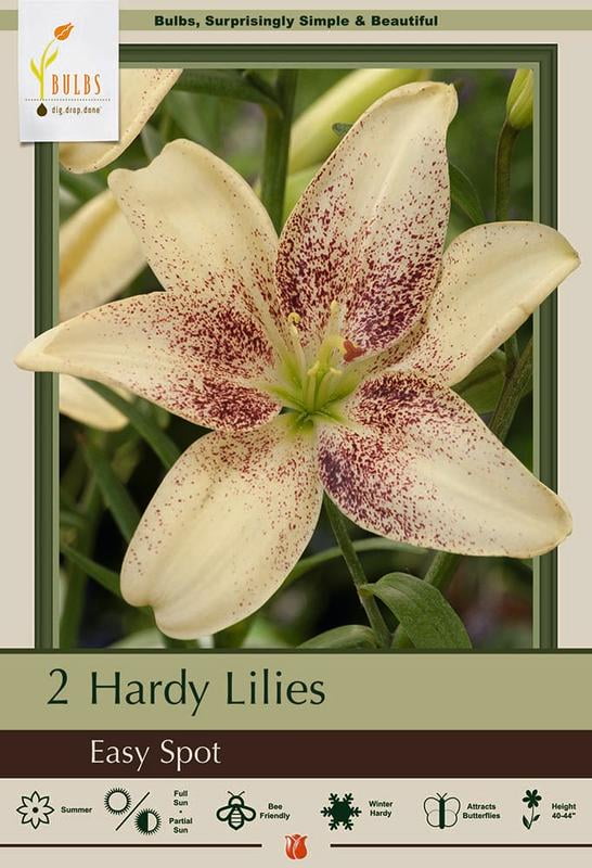 Easy Spot Asiatic Lily - 2 Bulbs 14/16cm - Butter Yellow Easy Spot Asiatic Lily - 2 Bulbs 14/16cm - Butter Yellow