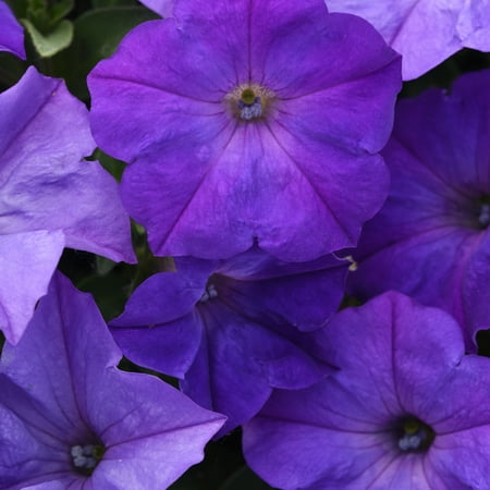 Outsidepride Easy Wave 30 Petunia x Hybrida Lavender Sky Blue Plant Seeds, Low Growing
