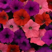Easy Wave Spreading Petunia South Beach Garden Flower Mix - 30 Seeds
