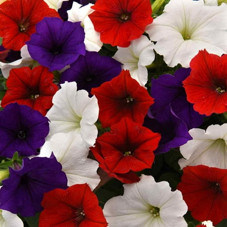 Easy Wave Spreading Petunia The Flag Flower Seed Mix - 30 Seeds