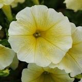 Easy Wave Yellow Petunia Spreading Flower Seeds - 30 Seeds - Walmart.com